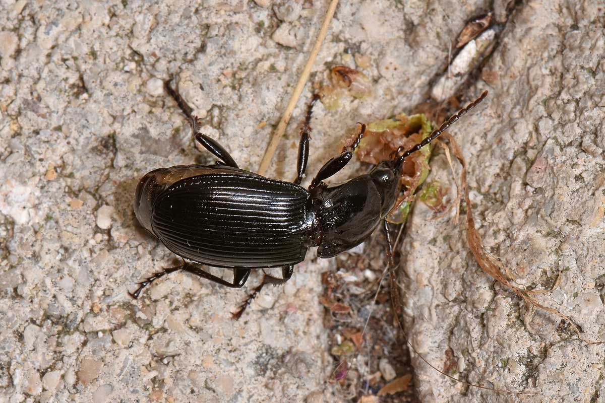 Carabidae: Pterostichus melas?  S, femmina